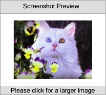7art Miaow Cats ScreenSaver Screenshot